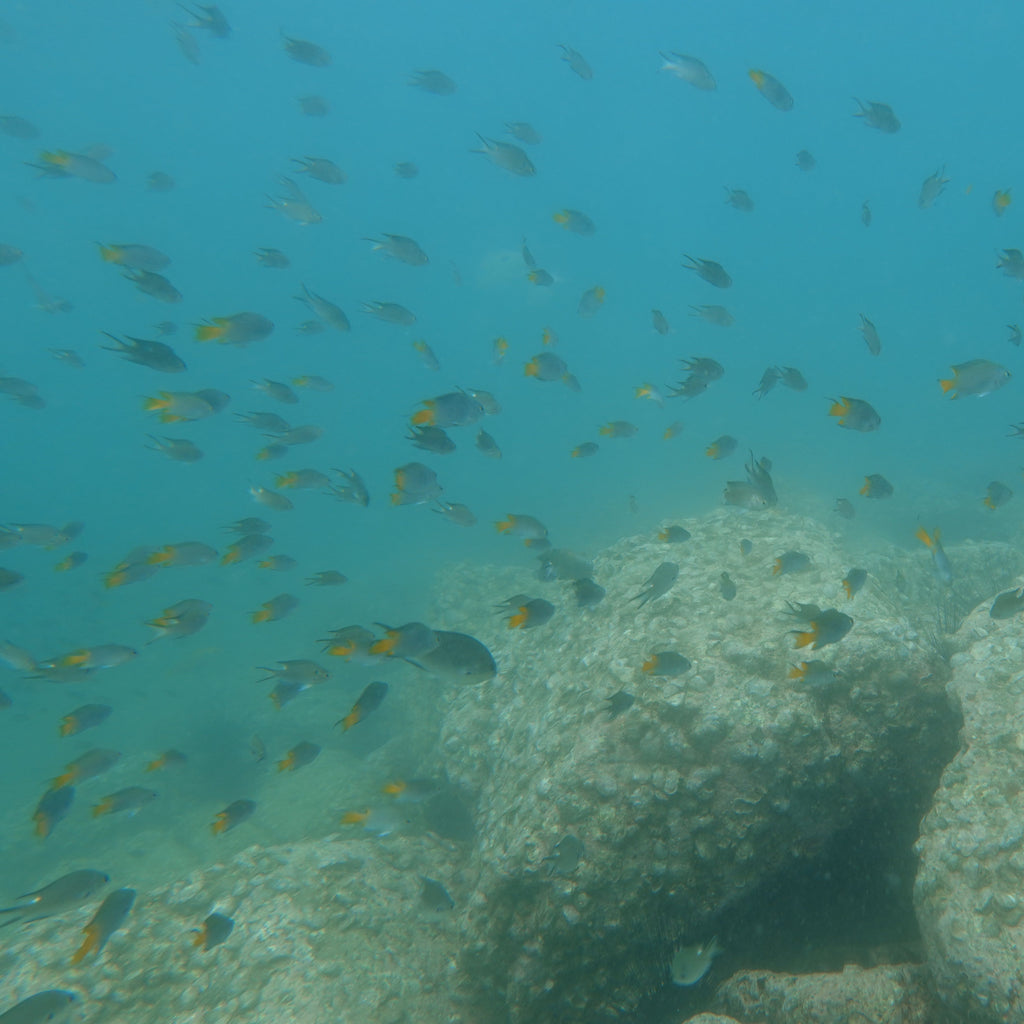 Fish Identification Specialty