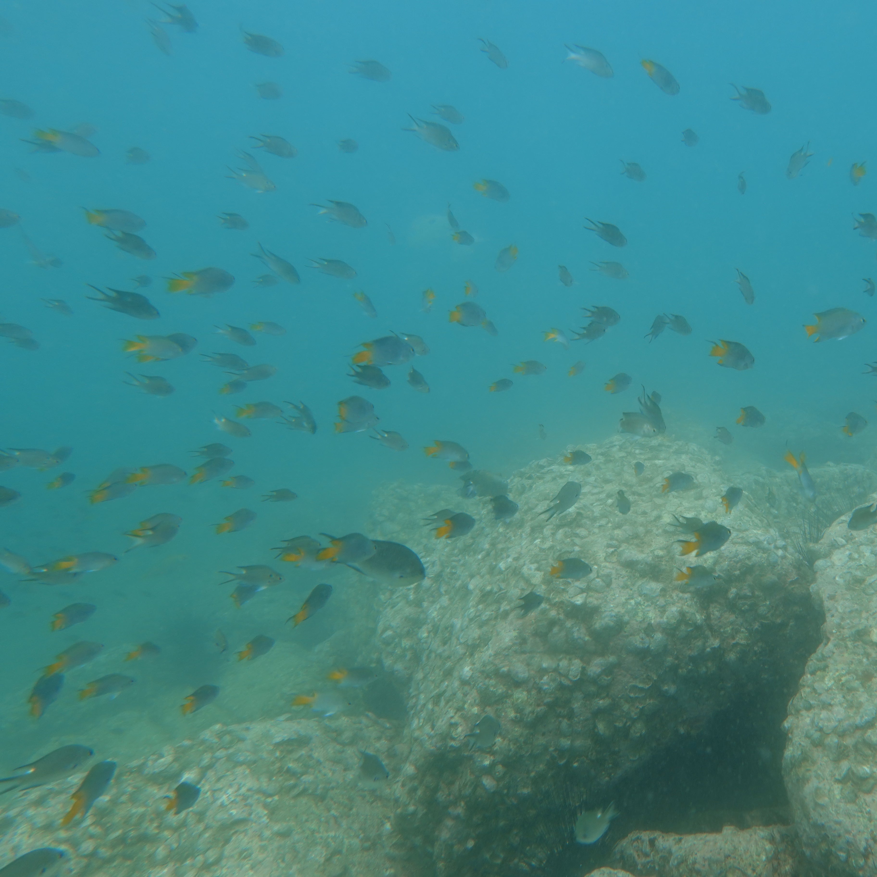 Fish Identification Specialty