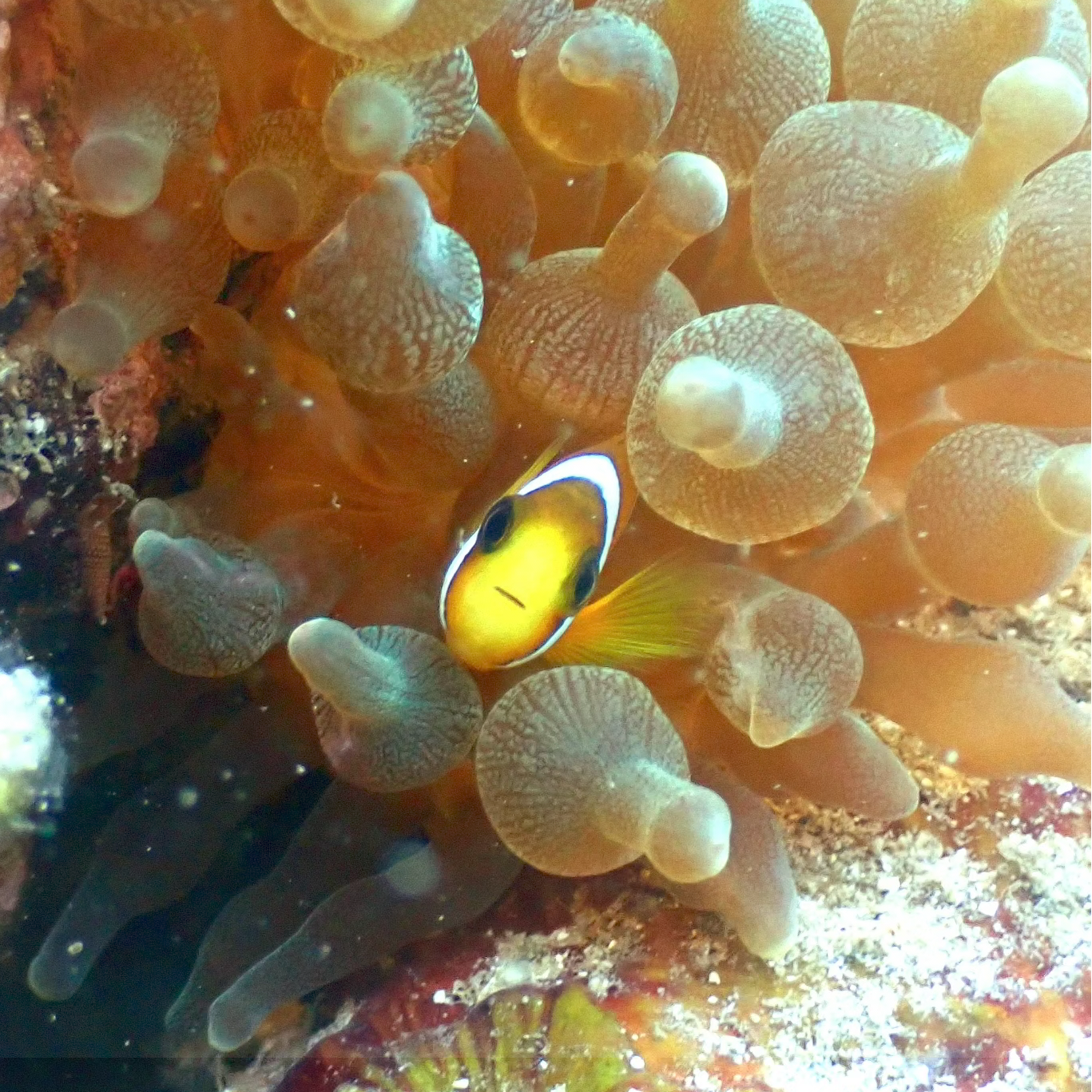 Fish Identification Specialty