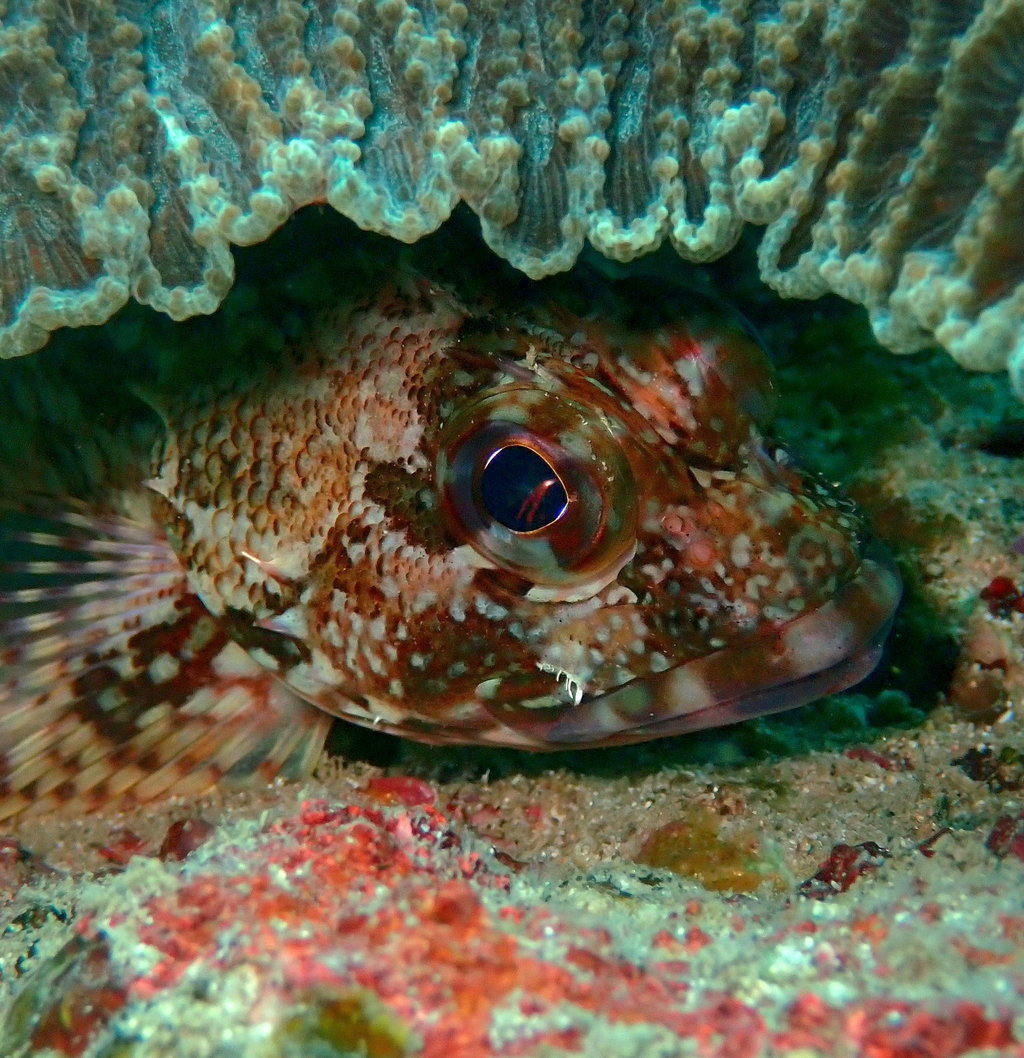 Fish Identification Specialty