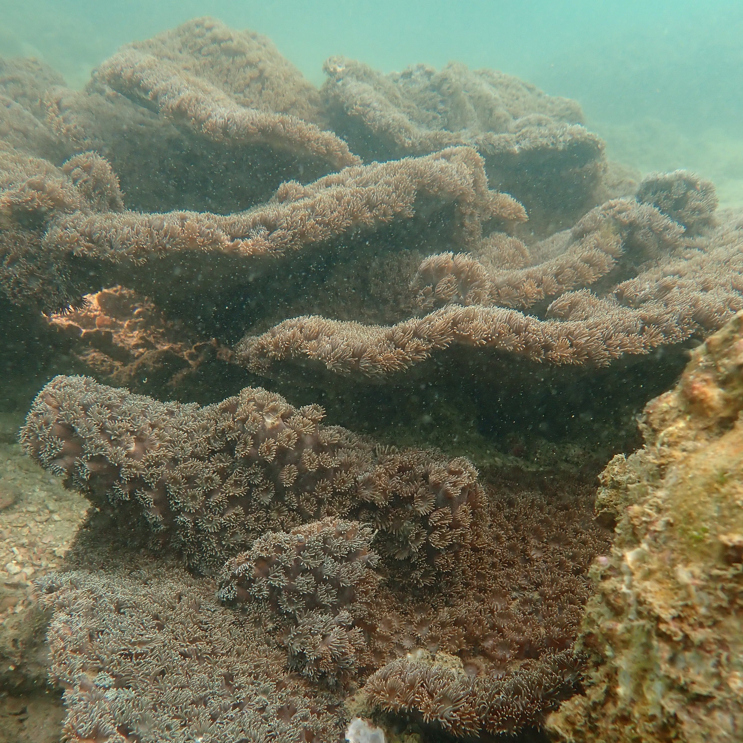 Coral Watch Specialty