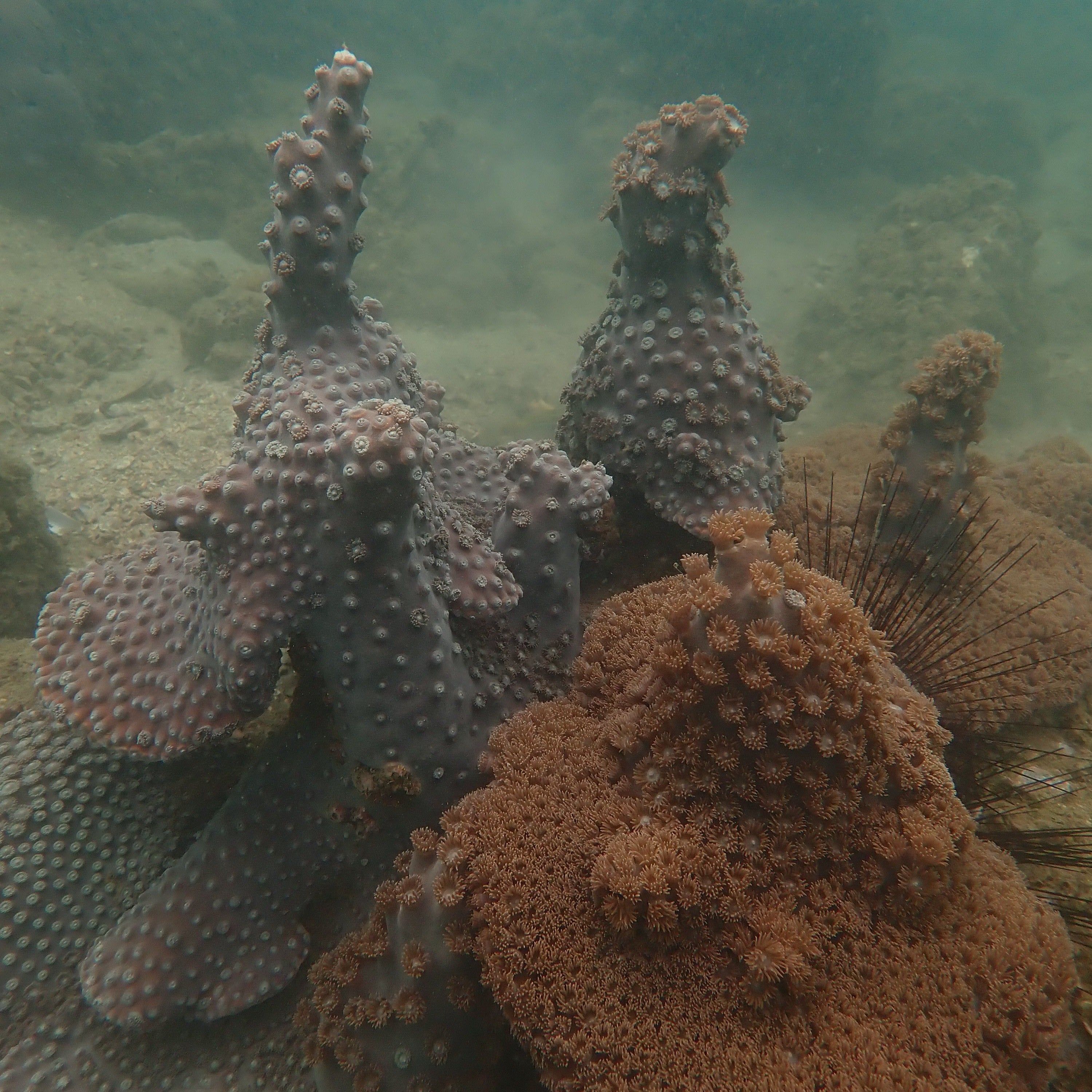 Coral Watch Specialty